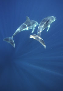 Dolphins